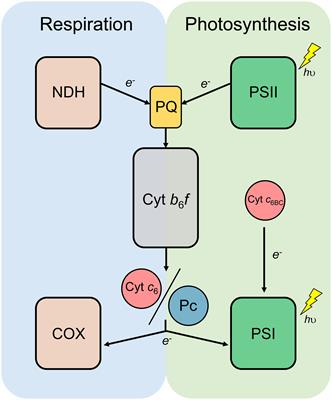 Phylogenetic and functional analysis of cyanobacterial Cytochrome c6-like proteins